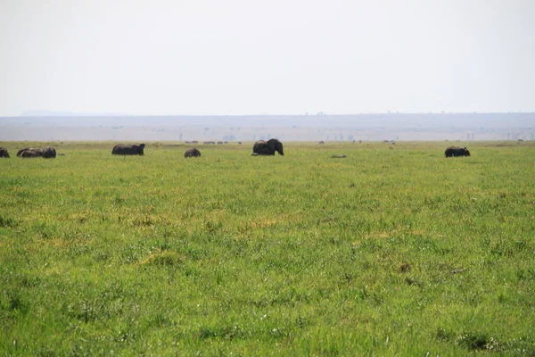 Elephants Amboseli National Park Kenya Africa — Stock Photo, Image