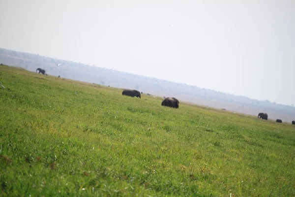 Elephants Amboseli National Park Kenya Africa — Stock Photo, Image