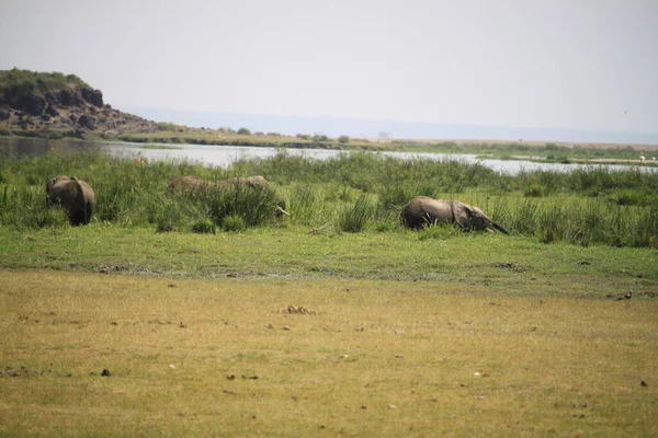 Слони Національному Парку Амбоселі Кенія Африка — стокове фото