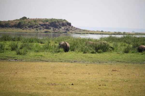 Ελέφαντες Στο Εθνικό Πάρκο Amboseli Στην Κένυα Αφρική — Φωτογραφία Αρχείου