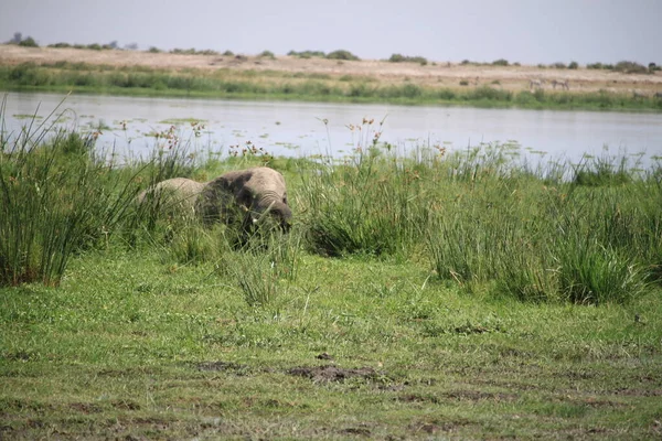 Elefantes Parque Nacional Amboseli Quênia África — Fotografia de Stock