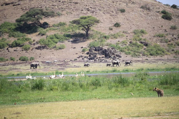 Elefántok Amboseli Nemzeti Parkban Kenyában Afrikában — Stock Fotó