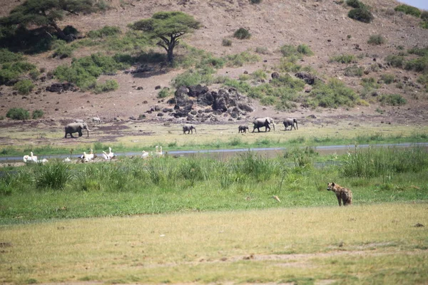 Elefántok Amboseli Nemzeti Parkban Kenyában Afrikában — Stock Fotó