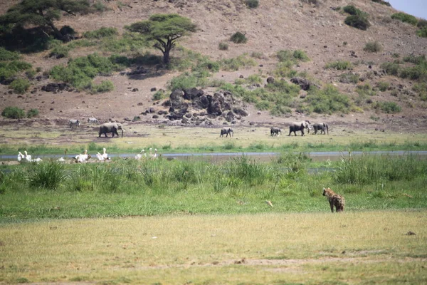 Ελέφαντες Στο Εθνικό Πάρκο Amboseli Στην Κένυα Αφρική — Φωτογραφία Αρχείου