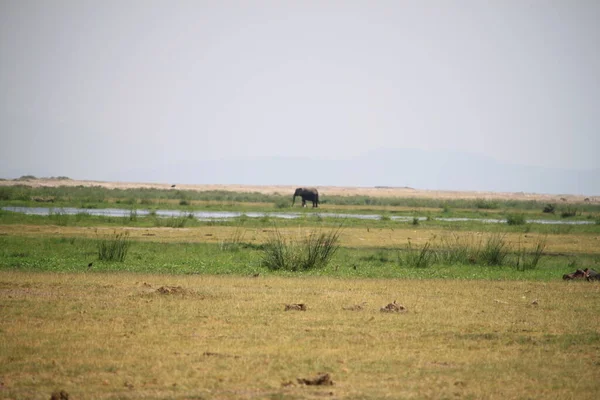 ケニアのAmboseli国立公園の象 アフリカ — ストック写真