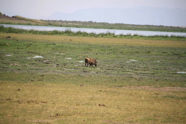 肯尼亚安博塞利国家公园的鬣狗 — 图库照片