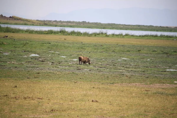 Hyena Στο Εθνικό Πάρκο Amboseli Στην Κένυα Αφρική — Φωτογραφία Αρχείου