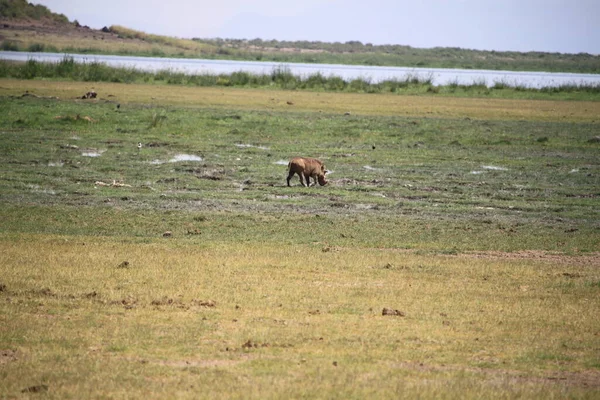 Hyena Στο Εθνικό Πάρκο Amboseli Στην Κένυα Αφρική — Φωτογραφία Αρχείου