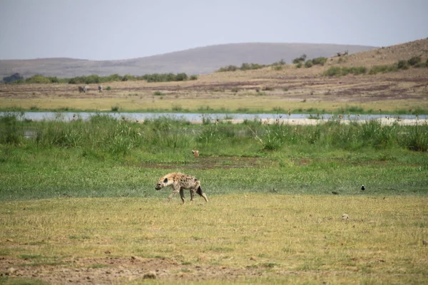 Hyena Στο Εθνικό Πάρκο Amboseli Στην Κένυα Αφρική — Φωτογραφία Αρχείου