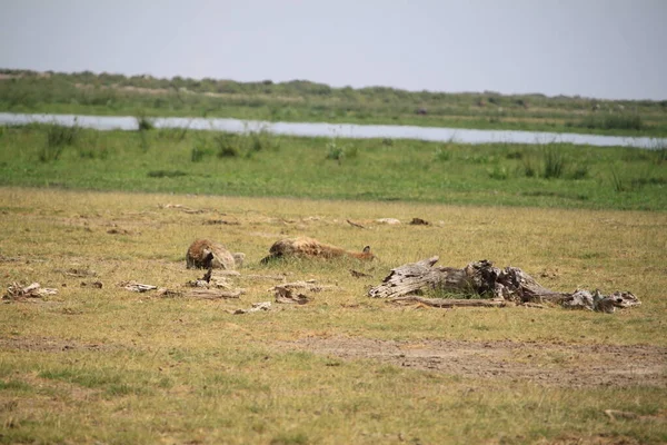 肯尼亚安博塞利国家公园的鬣狗 — 图库照片