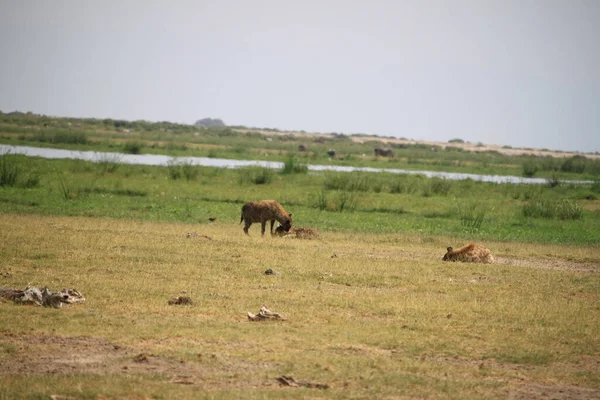 Hyena Στο Εθνικό Πάρκο Amboseli Στην Κένυα Αφρική — Φωτογραφία Αρχείου