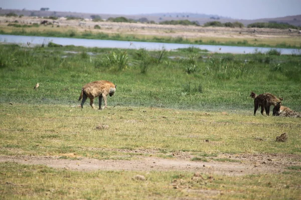 Hyena Στο Εθνικό Πάρκο Amboseli Στην Κένυα Αφρική — Φωτογραφία Αρχείου