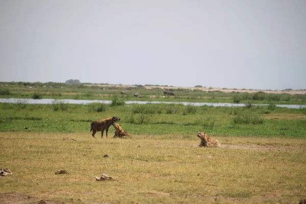 Hyäne Amboseli Nationalpark Kenia Afrika — Stockfoto