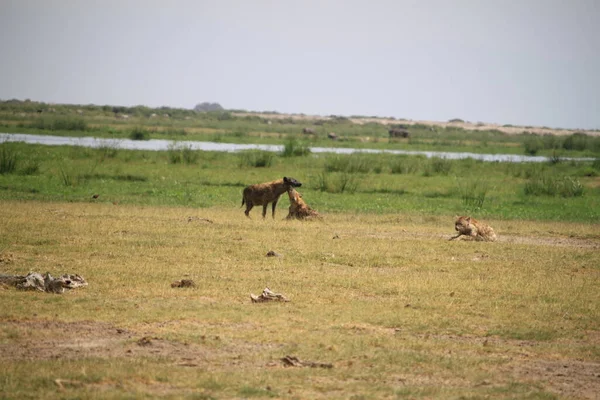 Hyena Στο Εθνικό Πάρκο Amboseli Στην Κένυα Αφρική — Φωτογραφία Αρχείου
