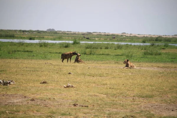 Hiena Parque Nacional Amboseli Kenia África — Foto de Stock