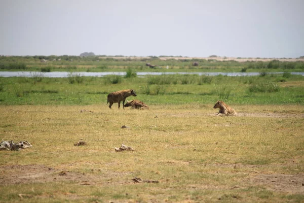 Гієна Національному Парку Амбоселі Кенії Африка — стокове фото