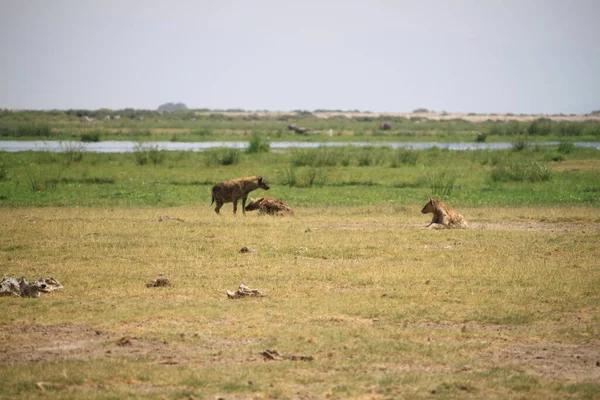 Afrika Kenya Daki Amboseli Milli Parkı Nda Sırtlan — Stok fotoğraf