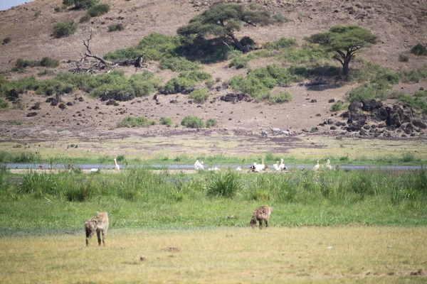 Hyena Στο Εθνικό Πάρκο Amboseli Στην Κένυα Αφρική — Φωτογραφία Αρχείου