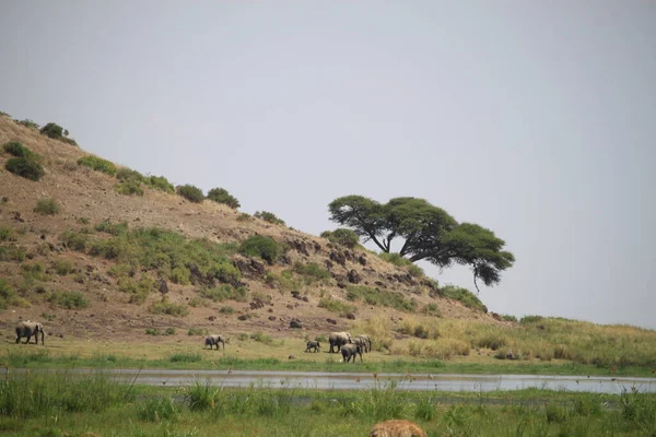 Hyena Parque Nacional Amboseli Quênia África — Fotografia de Stock