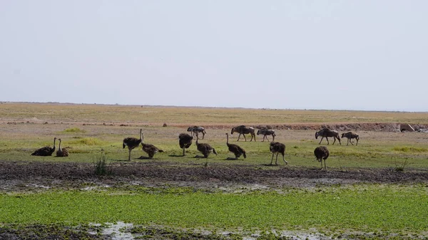 Ostriches Amboseli National Park Kenya Africa — Stock Photo, Image