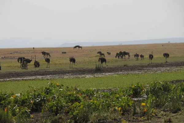 Ostriches Amboseli National Park Kenya Africa — Stock Photo, Image