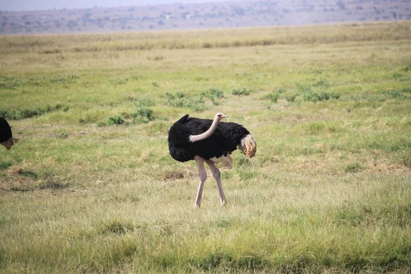 Struisvogels Het Nationaal Park Amboseli Kenia Afrika — Stockfoto