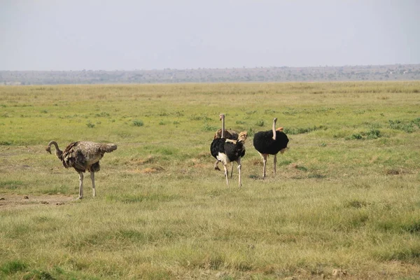 Struccok Amboseli Nemzeti Parkban Kenyában Afrikában — Stock Fotó