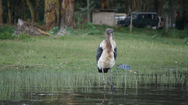 African Marabou Storch Lake Naivasha Kenia Afrika — Stockfoto