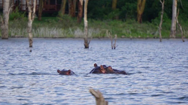 Flusspferde Stechen Ufernähe Naivasha See Kenia Ihre Köpfe Aus — Stockfoto