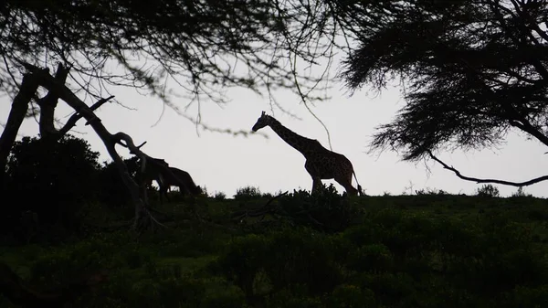 Silhouette Une Girafe Rétroéclairée Dans Lac Naivasha — Photo