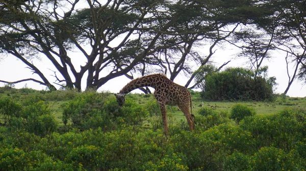 Жирафи Їдять Схилі Пагорба Озера Найваша Під Час Заходу Сонця — стокове фото