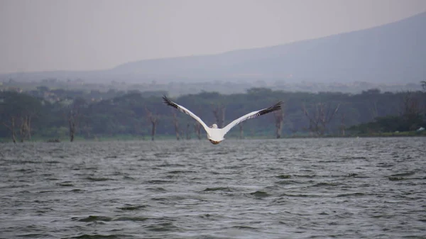 Pelikan Flyger Sjön Naivasha Kenya — Stockfoto