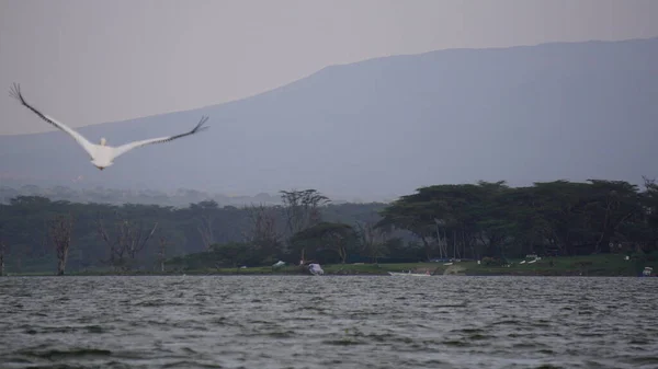 Pelikaan Vliegen Lake Naivasha Kenia — Stockfoto