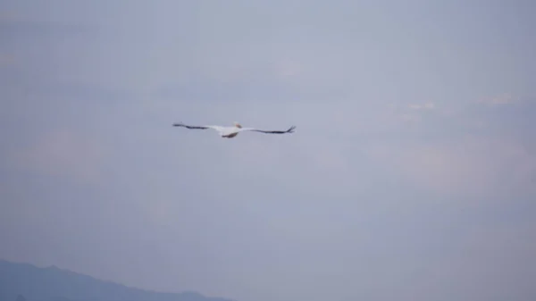 Pelican Flying Lake Naivasha Kenya — Stock Photo, Image