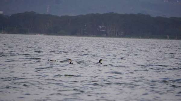 cormorants swimming in Lake Naivasha