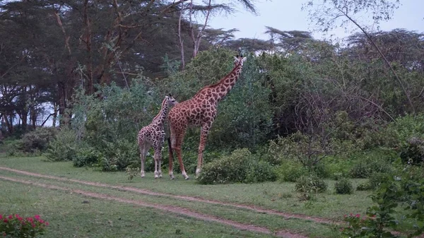 Girafes Flânant Travers Les Terrains Pavillon Sur Lac Naivasha — Photo