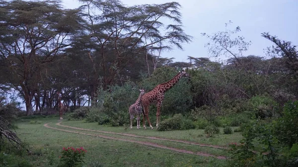 Giraffen Wandelen Door Het Terrein Van Een Lodge Lake Naivasha — Stockfoto