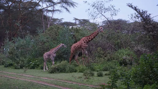 Girafes Flânant Travers Les Terrains Pavillon Sur Lac Naivasha — Photo