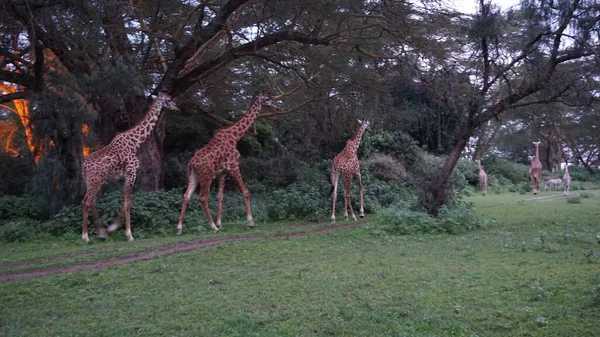 Giraffen Wandelen Door Het Terrein Van Een Lodge Lake Naivasha — Stockfoto