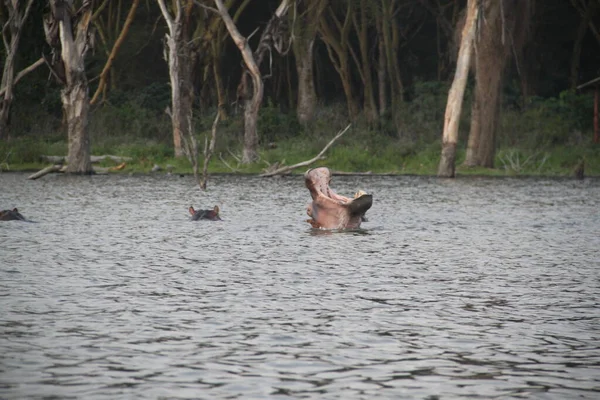 Nilpferd Mit Offenem Mund Naivasha See Kenia Afrika — Stockfoto