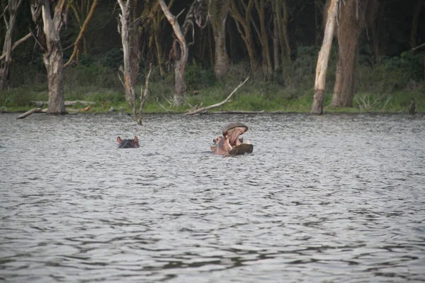 Nilpferd Mit Offenem Mund Naivasha See Kenia Afrika — Stockfoto