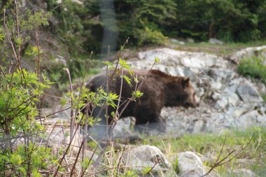 Vancouver, Kanada 'da boz ayılar