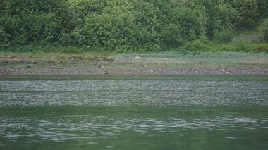 Alaska fiyortlarında dağlar ve deniz manzarası