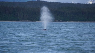 Alaska, ABD 'de balina izleme