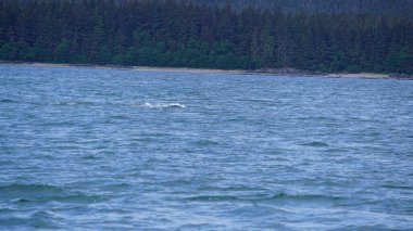 Alaska fiyortlarında dağlar ve deniz manzarası