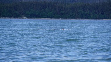 Alaska, ABD 'de balina izleme