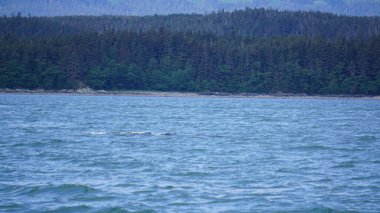 Alaska, ABD 'de balina izleme