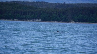 Alaska, ABD 'de balina izleme