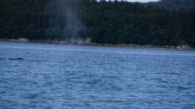 Alaska, ABD 'de balina izleme