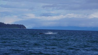 Alaska, ABD 'de balina izleme